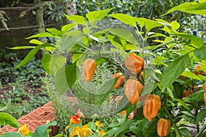 Chili pepper plant photo